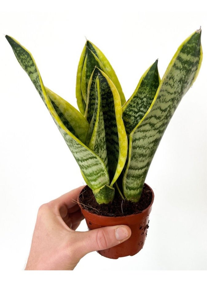 نبات جلد Sansevieria Tiger للمنزل والمكتب ، نبات داخلي ، مصنع تنقية هواء منخفض العناية ، مناسب للديكور المنزلي والمكتبي - Image 1