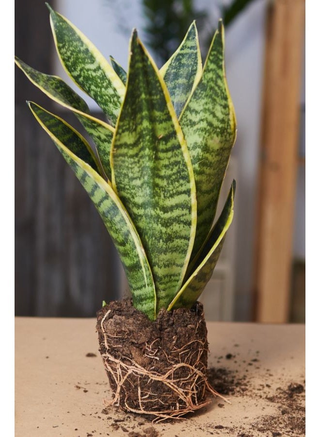نبات جلد Sansevieria Tiger للمنزل والمكتب ، نبات داخلي ، مصنع تنقية هواء منخفض العناية ، مناسب للديكور المنزلي والمكتبي - Image 2
