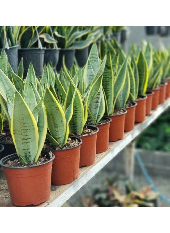 نبات جلد Sansevieria Tiger للمنزل والمكتب ، نبات داخلي ، مصنع تنقية هواء منخفض العناية ، مناسب للديكور المنزلي والمكتبي - Image 3