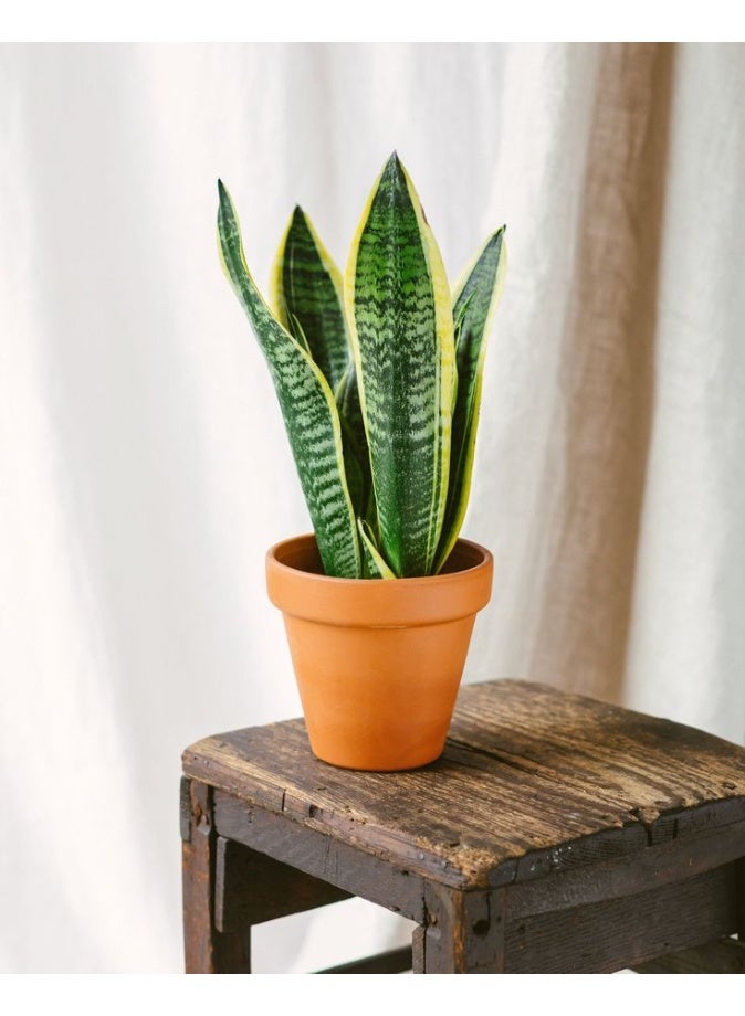 نبات جلد Sansevieria Tiger للمنزل والمكتب ، نبات داخلي ، مصنع تنقية هواء منخفض العناية ، مناسب للديكور المنزلي والمكتبي - Image 4