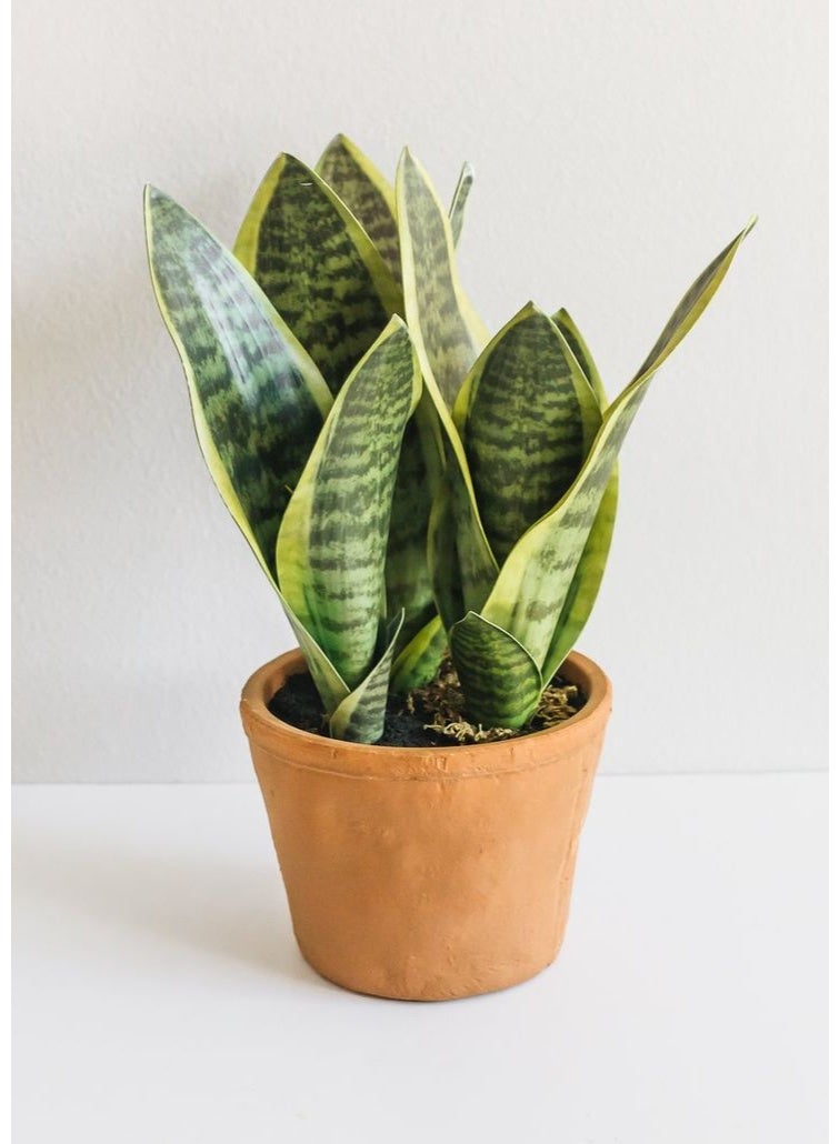 نبات جلد Sansevieria Tiger للمنزل والمكتب ، نبات داخلي ، مصنع تنقية هواء منخفض العناية ، مناسب للديكور المنزلي والمكتبي - Image 5