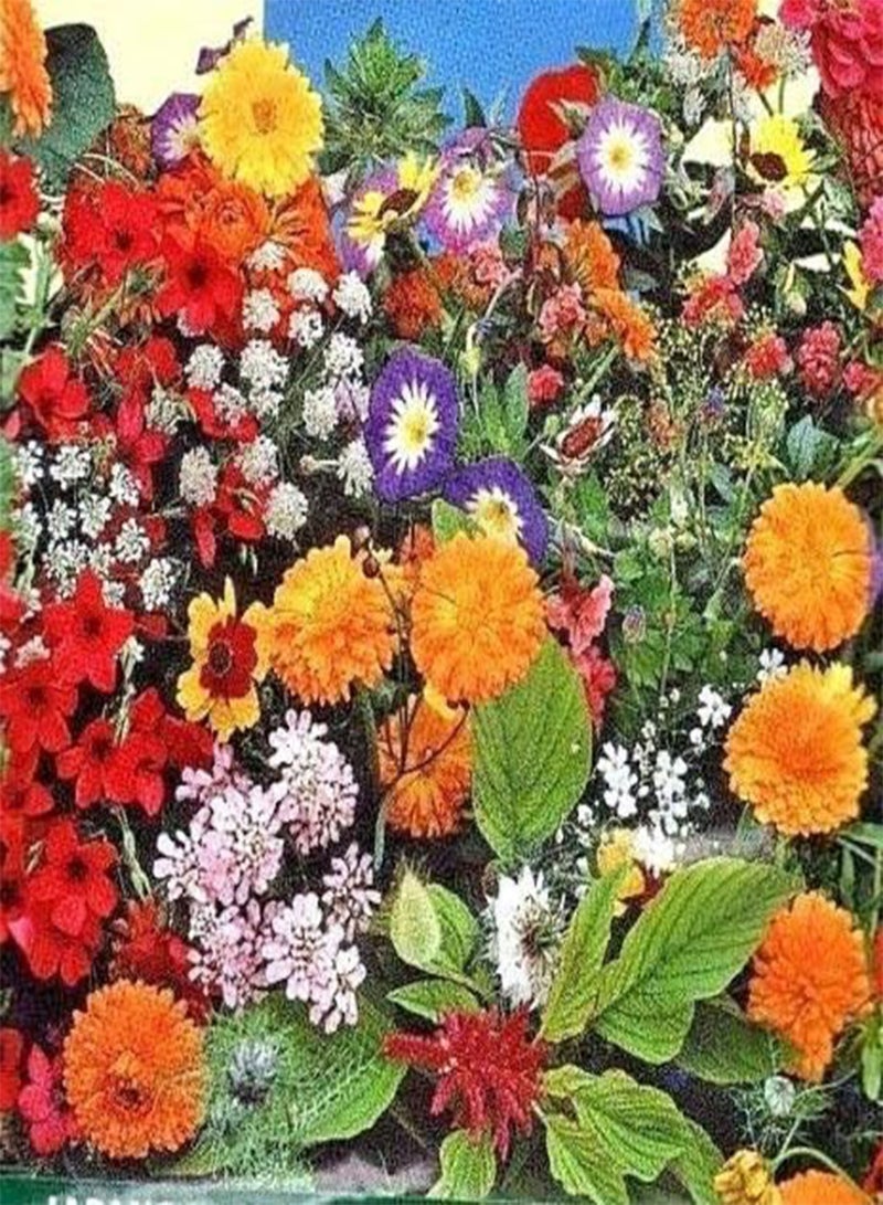 GGOOT 1.5g of Japanese Flower Carpet - Flower Seeds