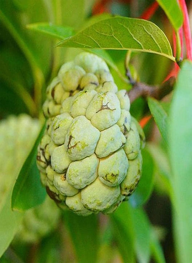 GGOOT 10pcs Annona Seeds Easy to Plant Sugar Apple Operation is Simple Low Maintenance Suitable for Beginners and Novice Gardeners - Image 1