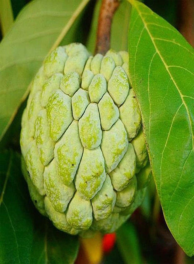 GGOOT 10pcs Annona Seeds Easy to Plant Sugar Apple Operation is Simple Low Maintenance Suitable for Beginners and Novice Gardeners - Image 2