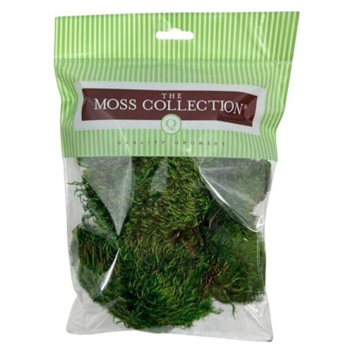 QUALITY GROWERS Quality Growers The Moss Collection Preserved Mood Moss (Small), Natural Green  - Image 1