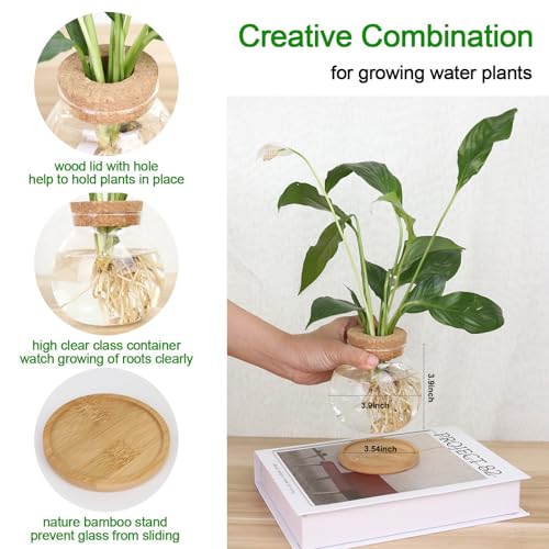CHPINDAM Plant Propagation Station,Hydroponic Glass Container Vase Jars, with Wooden Saucer for Desks, Houses, Garden Decorations, Home Kitchen Decorations and Gifts for Plant Lovers (2) - Image 2