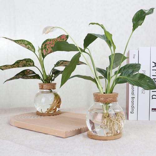 CHPINDAM Plant Propagation Station,Hydroponic Glass Container Vase Jars, with Wooden Saucer for Desks, Houses, Garden Decorations, Home Kitchen Decorations and Gifts for Plant Lovers (2) - Image 4