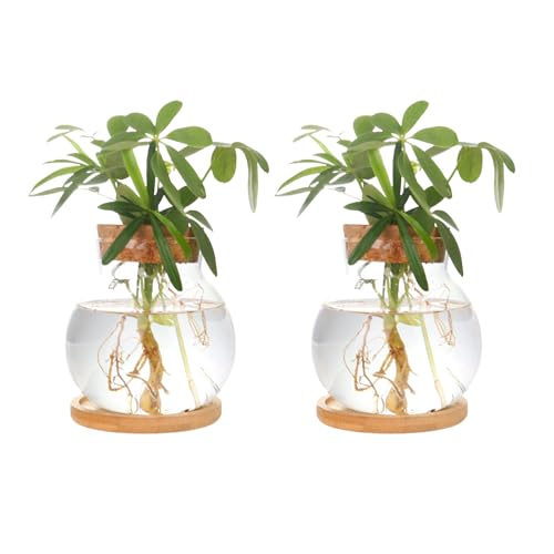 CHPINDAM Plant Propagation Station,Hydroponic Glass Container Vase Jars, with Wooden Saucer for Desks, Houses, Garden Decorations, Home Kitchen Decorations and Gifts for Plant Lovers (2) - Image 1