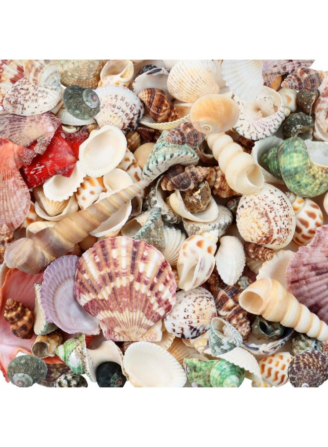 Weoxpr 200pcs Sea Shells Mixed Ocean Beach Seashells, Various Sizes Natural Seashells for Fish Tank, Home Decorations, Beach Theme Party, Candle Making, Wedding Decor, DIY Crafts, Fish Tan - Image 2