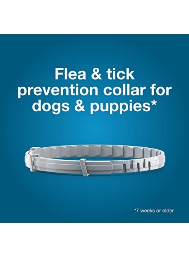 سيريستو طوق سيرستو لعلاج ومنع البراغيث والقراد، مُوصى به من قِبل الأطباء البيطريين، للكلاب الصغيرة التي يقل وزنها عن 18 رطلاً | عبوة واحدة - Image 2