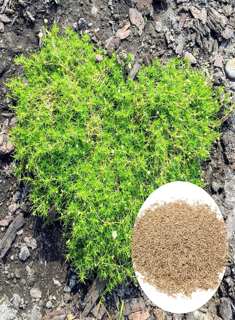 GGOOT 100Pcs Sagina Seeds Healthy Nutritious Special Moss Plant Sagina Subulata Seeds for Garden - Flower Seeds Vegetable Seeds Fruit Seeds Garden Plant Seeds for Planting - Image 1