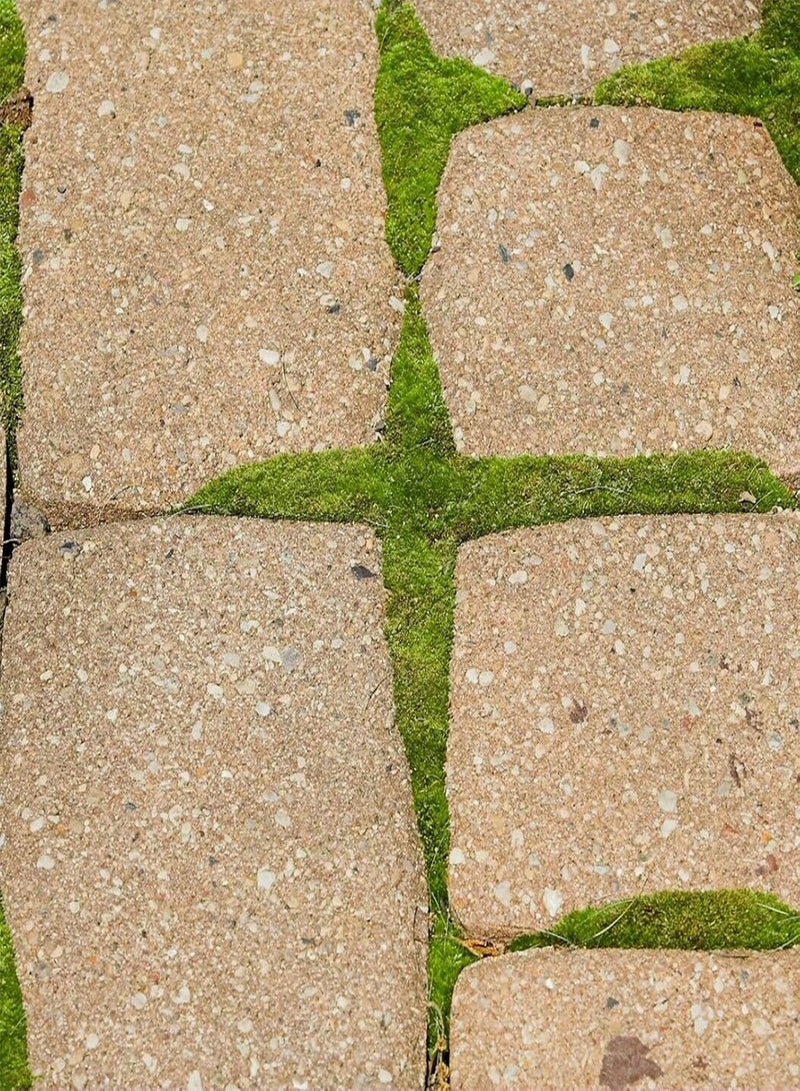 GGOOT 100Pcs Sagina Seeds Healthy Nutritious Special Moss Plant Sagina Subulata Seeds for Garden - Flower Seeds Vegetable Seeds Fruit Seeds Garden Plant Seeds for Planting - Image 3