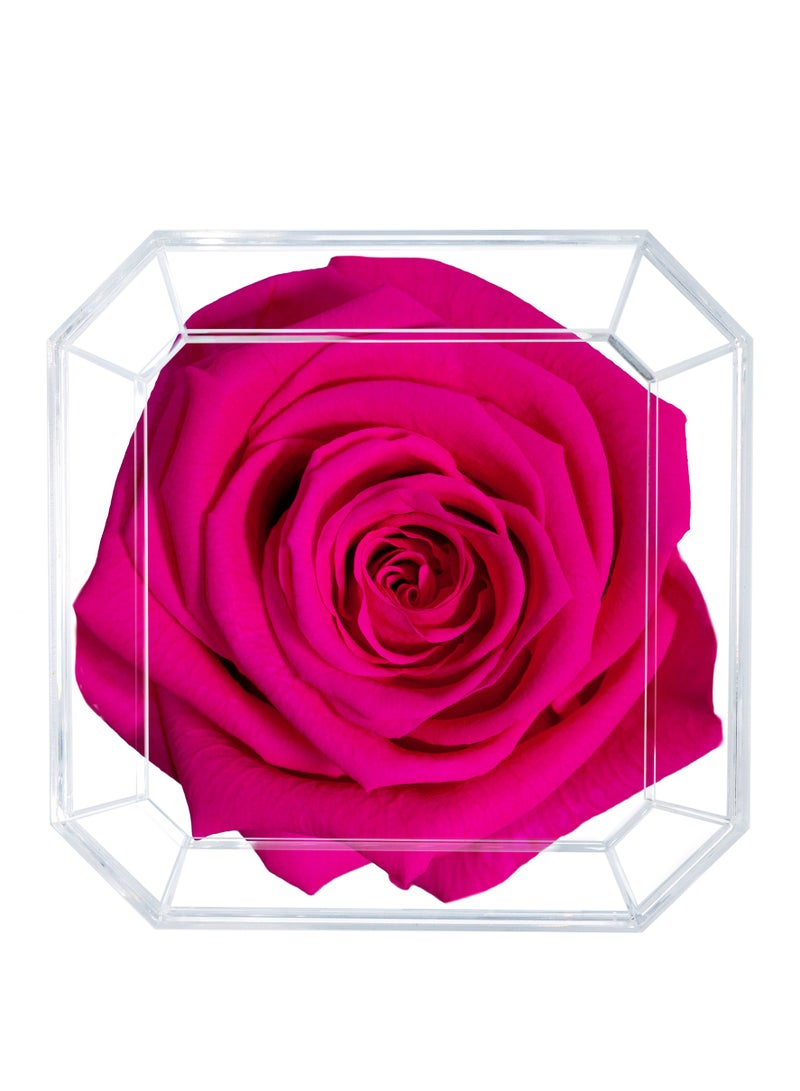 Eternal Petals, A 100% Real Rose That Lasts Years - Gold Solo (Hot Pink) - Image 2