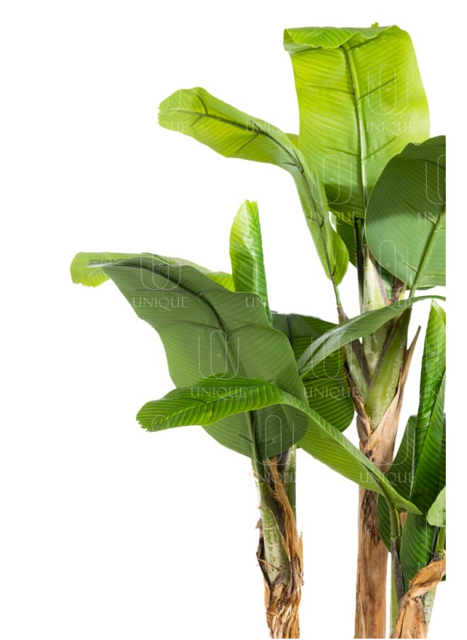 Unique Pots And Plants Banana Triple Loaf Stem Artificial Tree H200CM  - Image 2