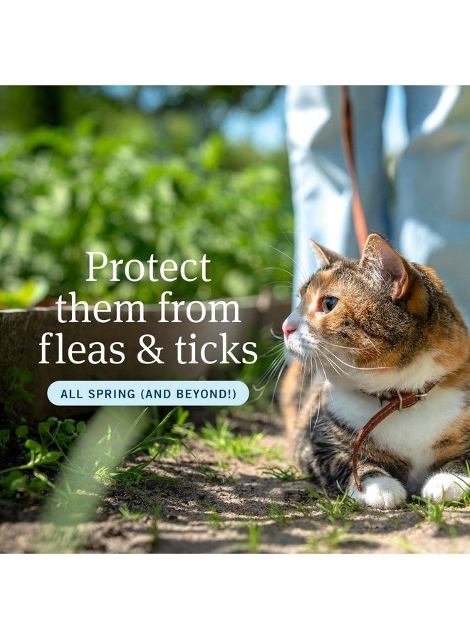 PetArmor Plus Flea and Tick Prevention for Cats, Cat Flea and Tick Treatment, 1 Dose, Waterproof Topical, Fast Acting, Cats Over 1.5 lbs - Image 2