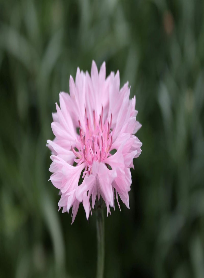250 بذور Centaurea Cyanus Pink - زهرة الذرة الوردية/زهرة الذرة - 250 بذرة