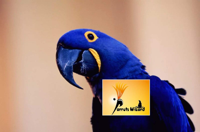 Parrots Wizard Imported Large Size Sunflower Seeds For Adult, Parrot Grey, Indian Parrot-1900 Grams-Bird - Image 4