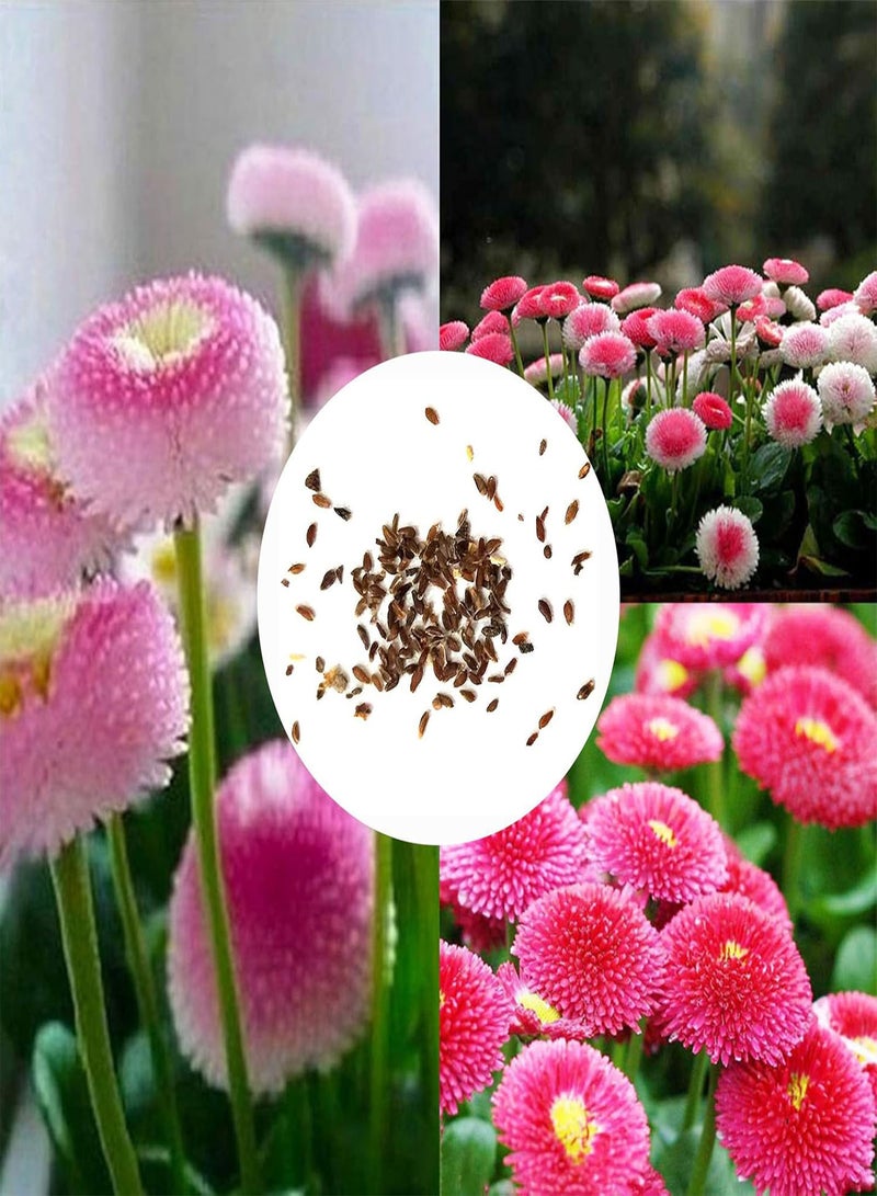 GGOOT Green Garden Flower Plants-30Pcs/Bag Daisies Seeds Natural Without GMO Beautiful Rustic Pink Daisies Flower Seeds for Balcony - Daisy Seeds - Image 2