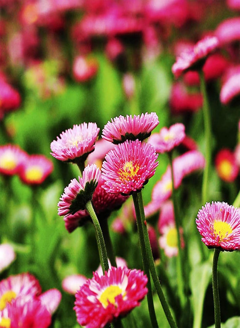 GGOOT Green Garden Flower Plants-30Pcs/Bag Daisies Seeds Natural Without GMO Beautiful Rustic Pink Daisies Flower Seeds for Balcony - Daisy Seeds - Image 5