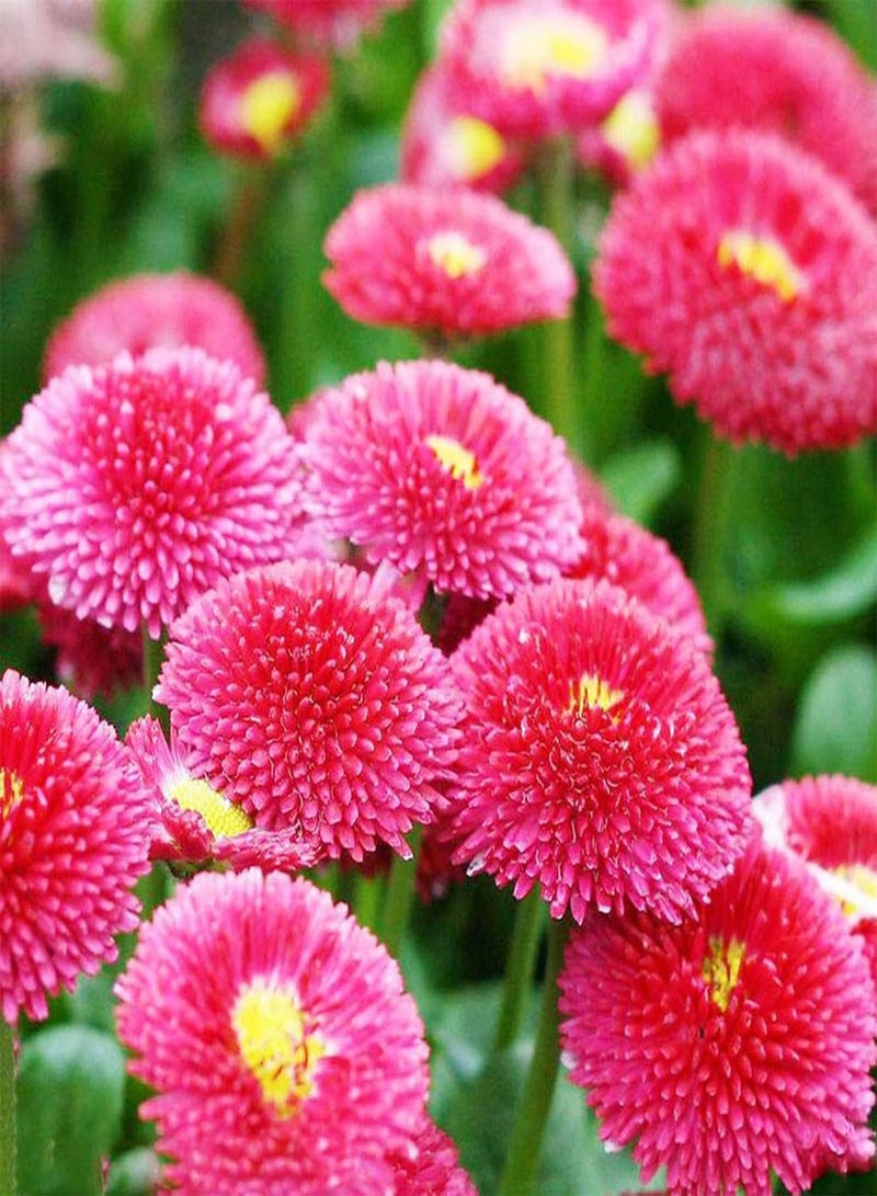GGOOT Green Garden Flower Plants-30Pcs/Bag Daisies Seeds Natural Without GMO Beautiful Rustic Pink Daisies Flower Seeds for Balcony - Daisy Seeds - Image 3