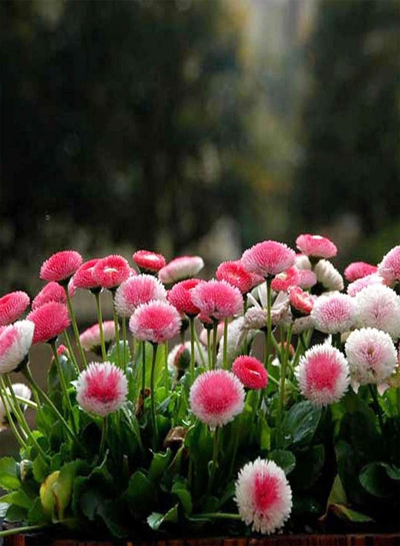 GGOOT Green Garden Flower Plants-30Pcs/Bag Daisies Seeds Natural Without GMO Beautiful Rustic Pink Daisies Flower Seeds for Balcony - Daisy Seeds - Image 4