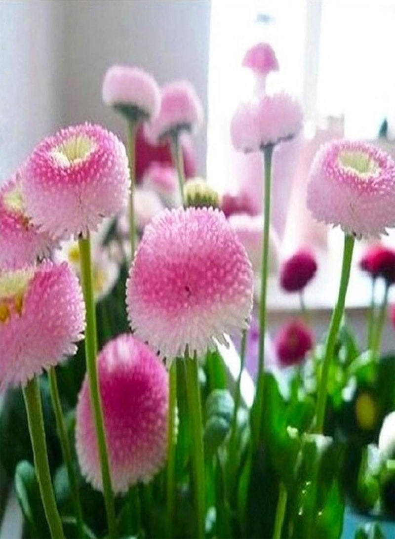 GGOOT Green Garden Flower Plants-30Pcs/Bag Daisies Seeds Natural Without GMO Beautiful Rustic Pink Daisies Flower Seeds for Balcony - Daisy Seeds - Image 1