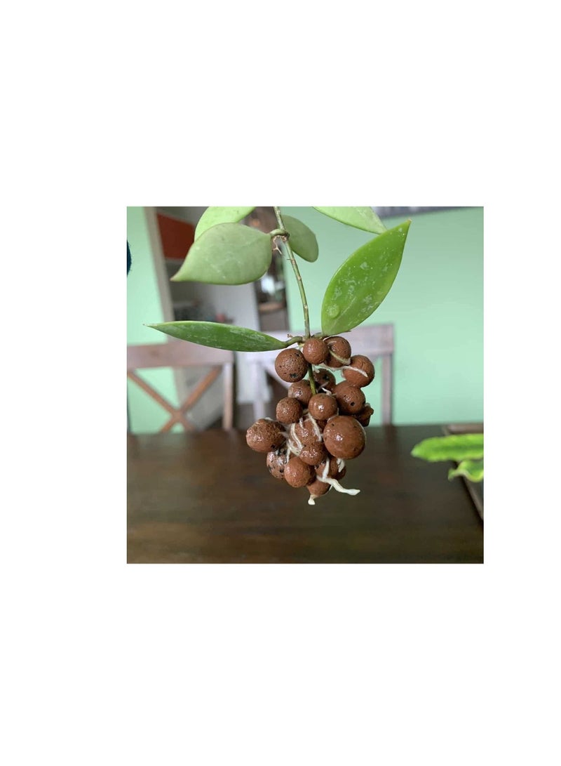 Hydro Leca 4mm-16mm Clay Pebbles, Brown, (45 Liter Bag) - Made from 100% Natural Clay, Can be used for Drainage, Decoration, Aquaponics, Hydroponics and Other Gardening Essentials - Image 3