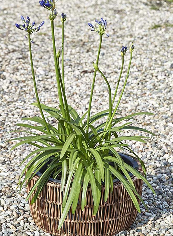 Suncoast Suncoast Peta Round Planter Bowl (L)-Brown  - Image 4