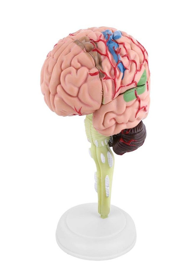 KUIDAMOS 4D Anatomy Brain Model Disassembled Human Brain Model Structural Anatomy Medical Teaching Learning Tool,Plastic Human Head Anatomy Model - Image 1