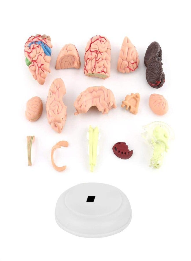 KUIDAMOS 4D Anatomy Brain Model Disassembled Human Brain Model Structural Anatomy Medical Teaching Learning Tool,Plastic Human Head Anatomy Model - Image 3
