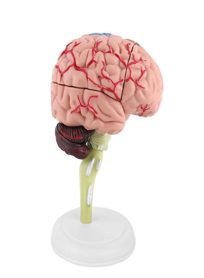 KUIDAMOS 4D Anatomy Brain Model Disassembled Human Brain Model Structural Anatomy Medical Teaching Learning Tool,Plastic Human Head Anatomy Model - Image 4