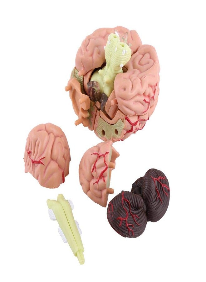 KUIDAMOS 4D Anatomy Brain Model Disassembled Human Brain Model Structural Anatomy Medical Teaching Learning Tool,Plastic Human Head Anatomy Model - Image 5