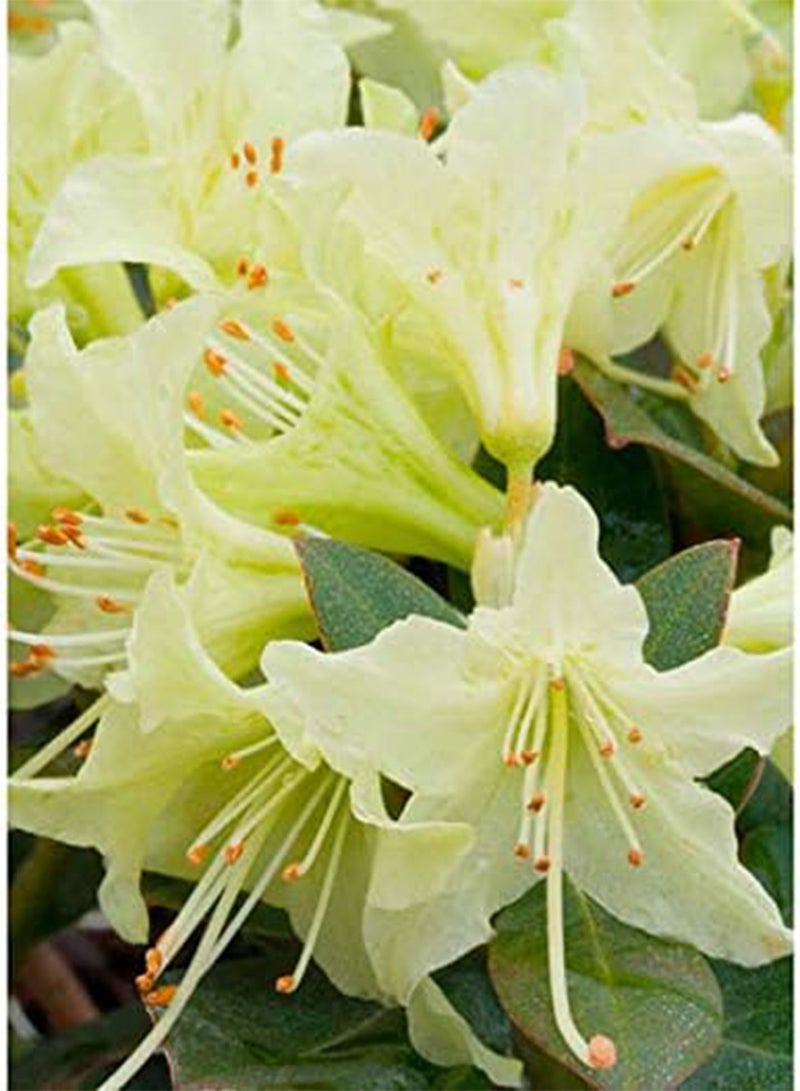 جي جوت بذور طازجة 25 قطعة بذور زهرة الأزالية للزراعة الخضراء