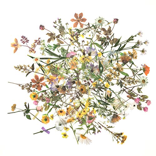 1000Art 120Pcs Natural Flower Stickers for Scrapbook, Transparent Dried Resin Floral Stickers Decals Stickers for Journaling Planner Wrapping DIY Crafts Cards Album Water Bottles Phone Cases Laptops - Image 1