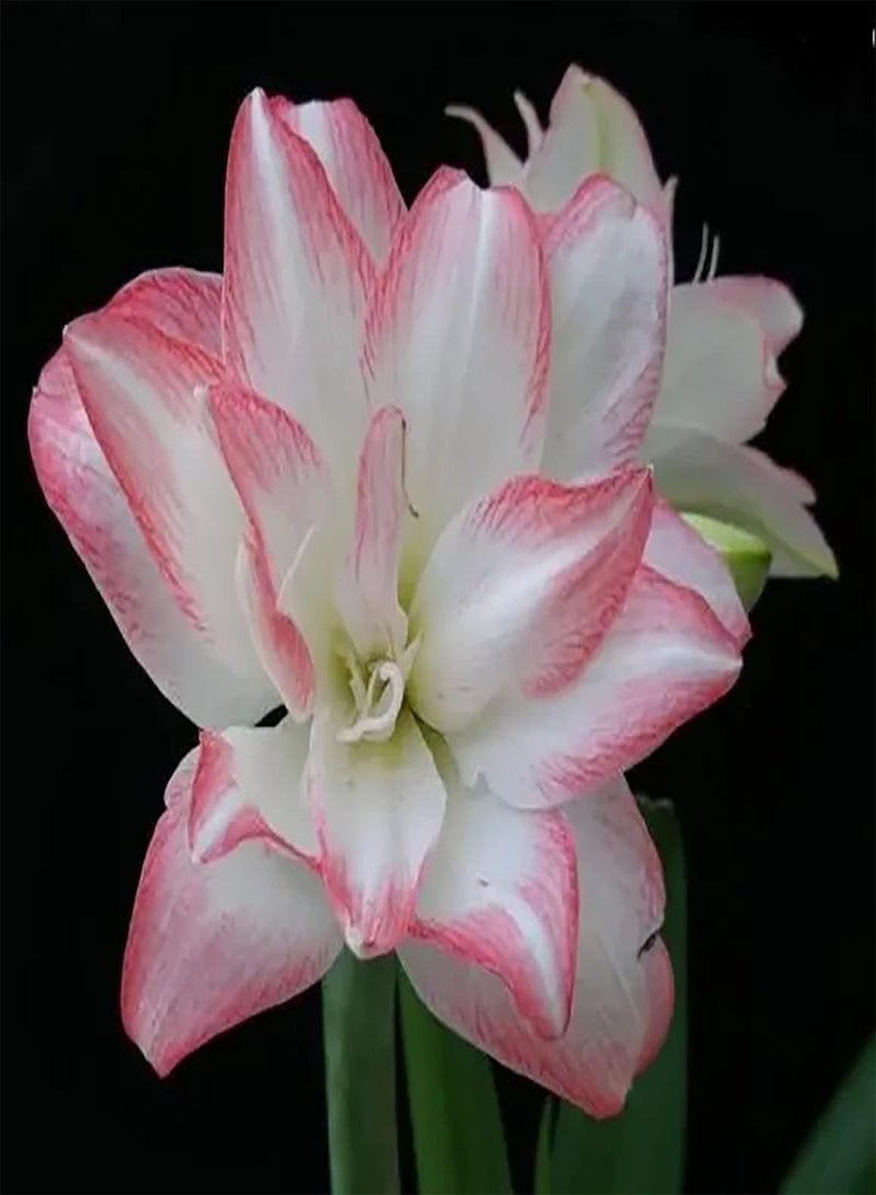 جي جوت 2 قطعة Rge En Witte أمارلس بولين المعمرة داخلي بالكون في الهواء الطلق توين غازون فناء الديكورات كعب Exotische ديكورات المنزل - Image 2