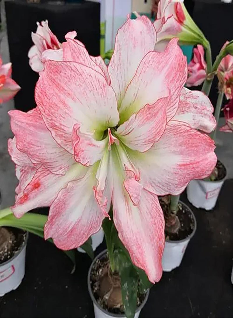 جي جوت 2 قطعة Rge En Witte أمارلس بولين المعمرة داخلي بالكون في الهواء الطلق توين غازون فناء الديكورات كعب Exotische ديكورات المنزل - Image 1