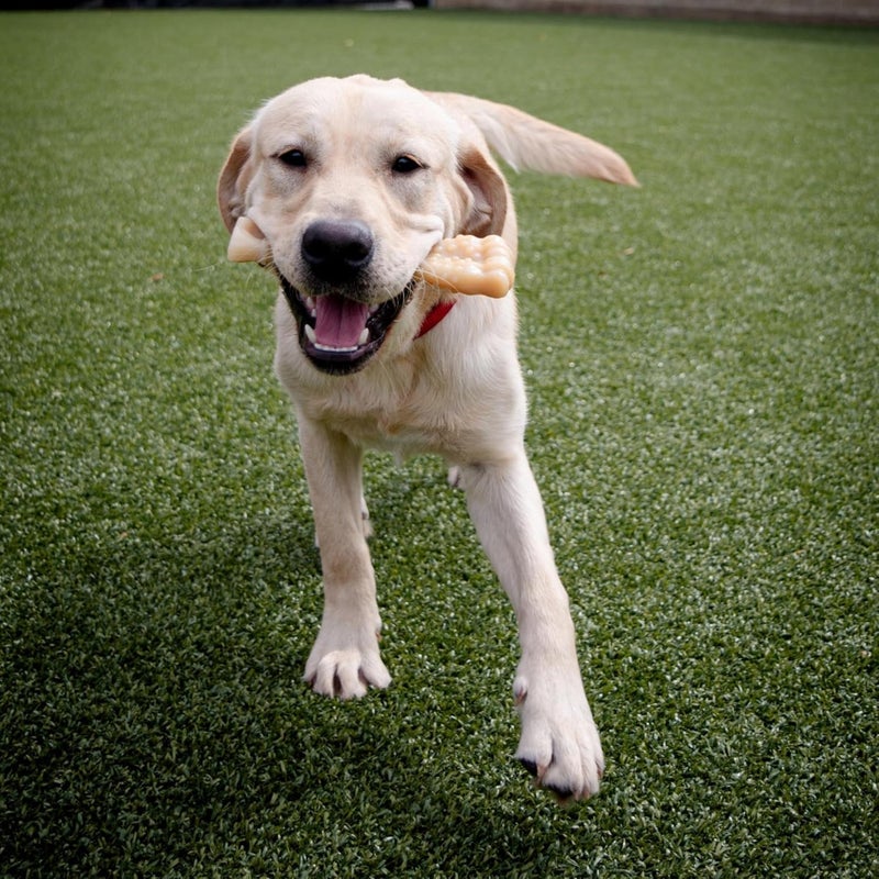 Nylabone Power Chew Textured Knuckle Bone - Durable Chew Toy for Aggressive Chewers, X-Large for Dogs Over 50 lbs - Image 3