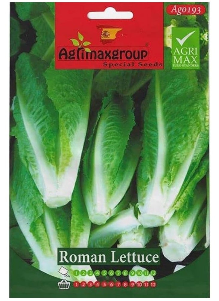 Agrimax Roman Lettuce Premium Quality Seeds by Agrimaxgroup®  - Image 1