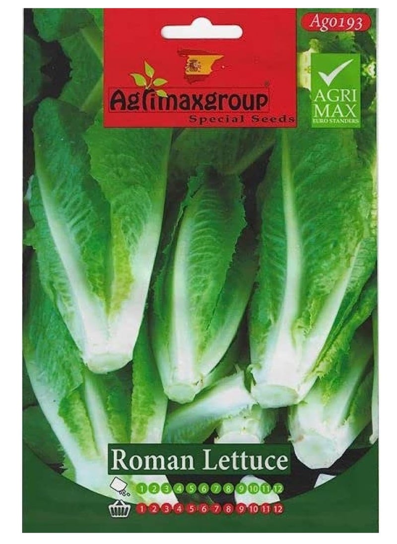 Agrimax Roman Lettuce Premium Quality Seeds by Agrimaxgroup®  - Image 2