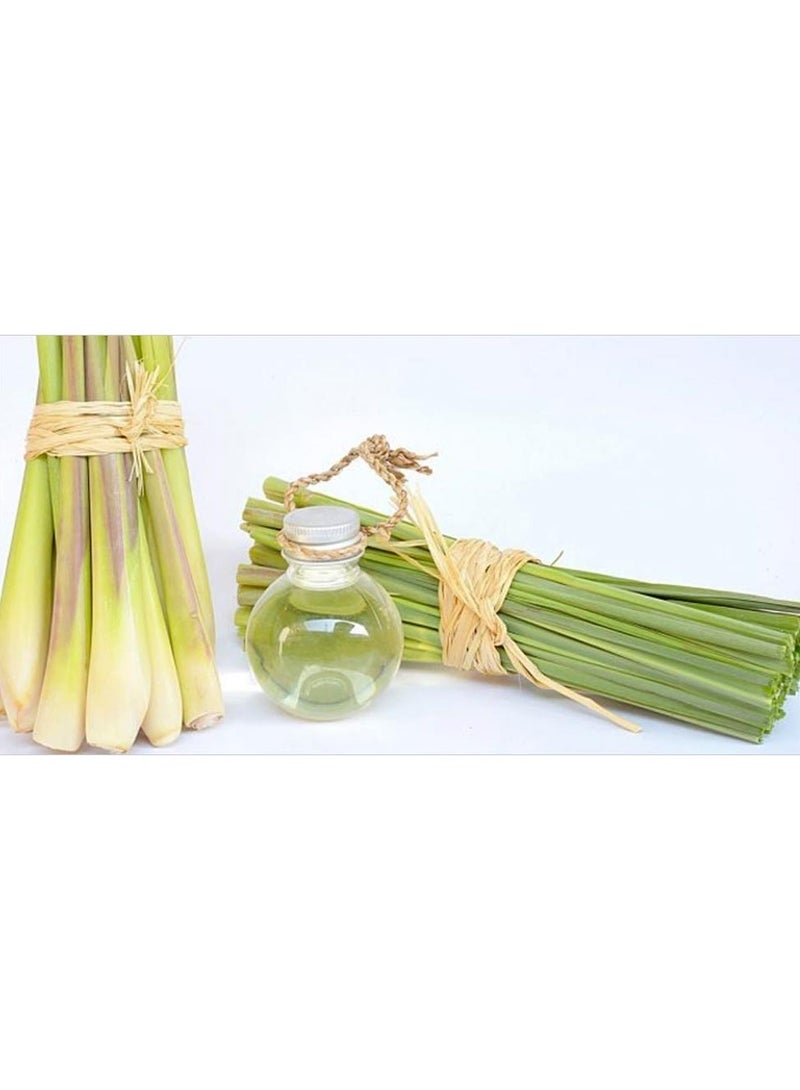 PARO OUD زيت الليمون العشبي النقي 100% طبيعي من الهيمالايا - Image 5