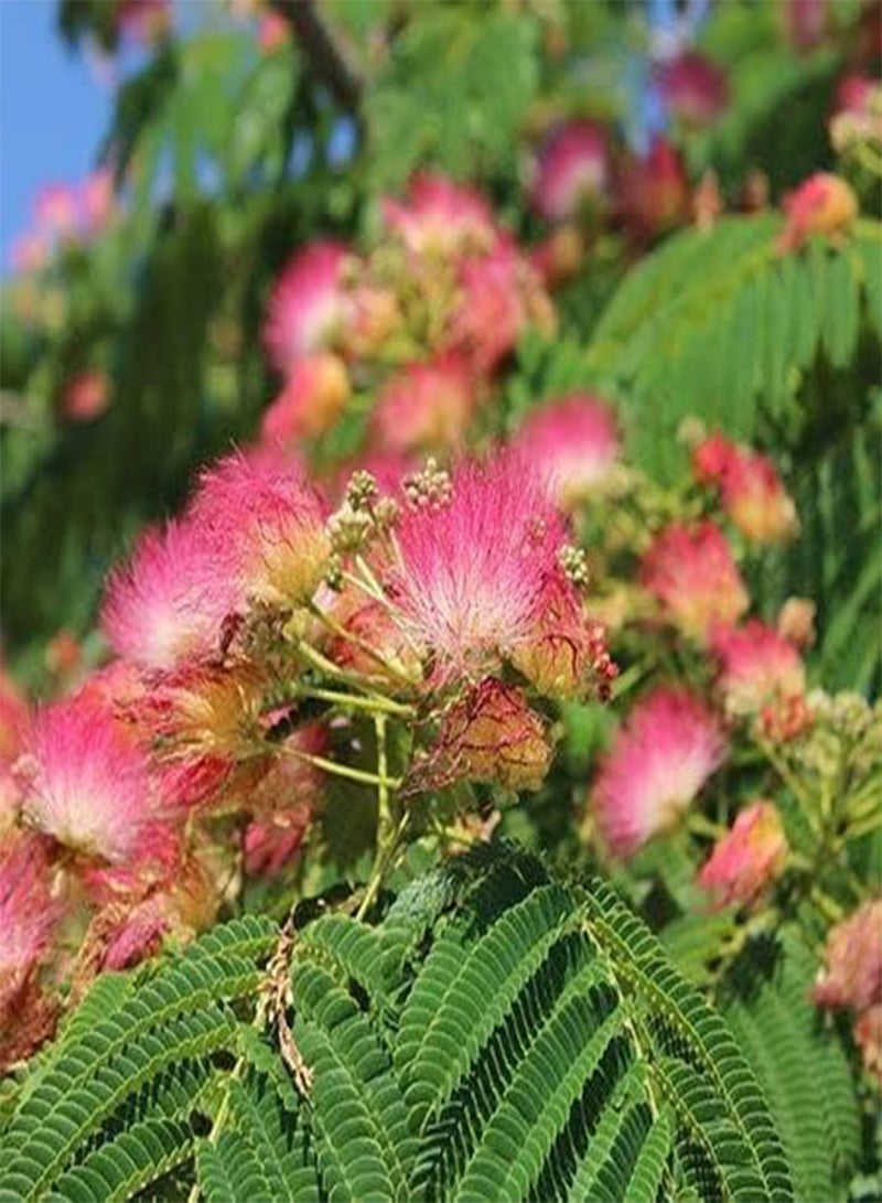 GGOOT 50 Seeds Pink minosa Tree Heirloom Persian Silk Tree / Pink Siris Seeds Albizia julibrissin Bloom Fast Growing - Image 1