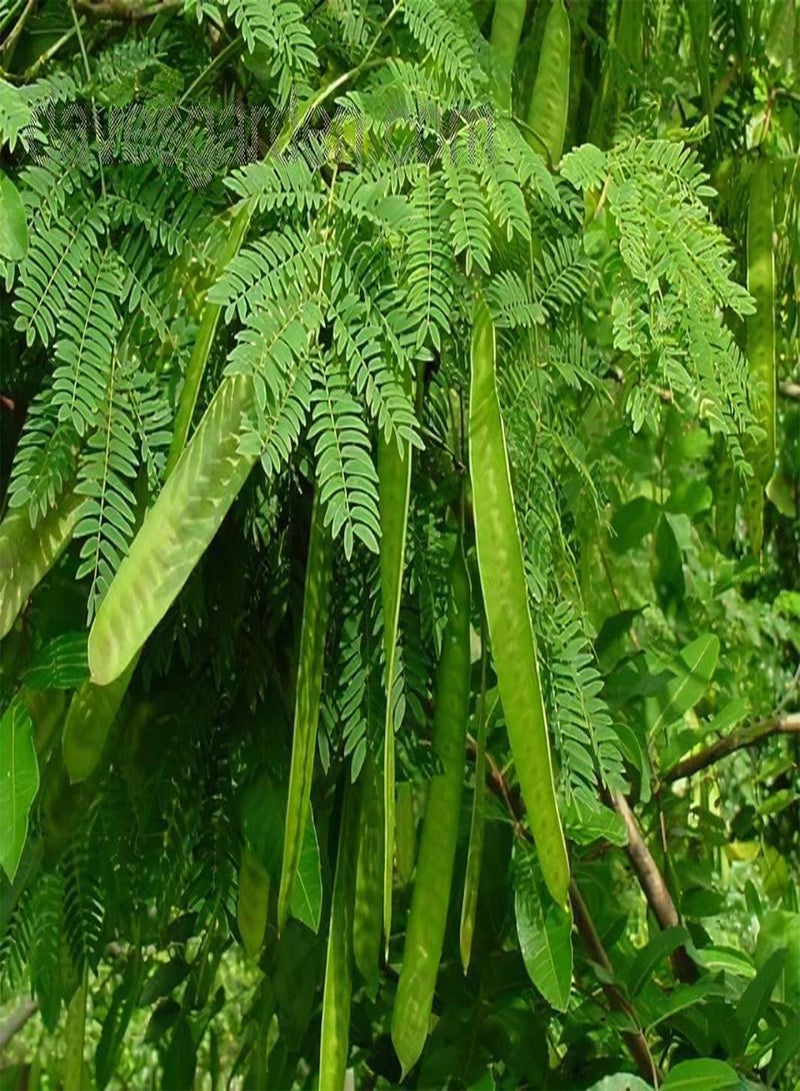 GGOOT 50 Seeds Pink minosa Tree Heirloom Persian Silk Tree / Pink Siris Seeds Albizia julibrissin Bloom Fast Growing - Image 2