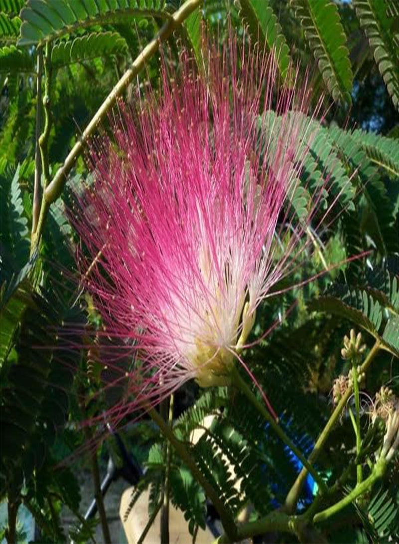 GGOOT 50 Seeds Pink minosa Tree Heirloom Persian Silk Tree / Pink Siris Seeds Albizia julibrissin Bloom Fast Growing - Image 5