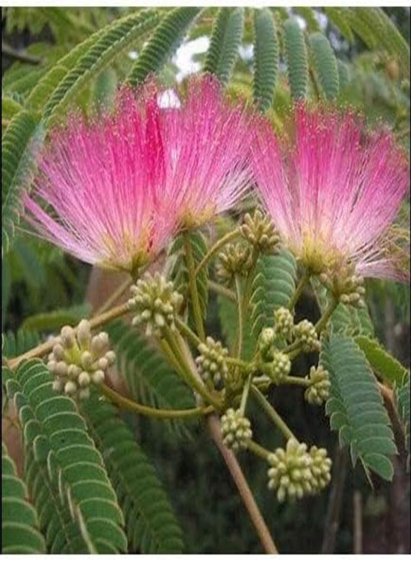 GGOOT 50 Seeds Pink minosa Tree Heirloom Persian Silk Tree / Pink Siris Seeds Albizia julibrissin Bloom Fast Growing - Image 3