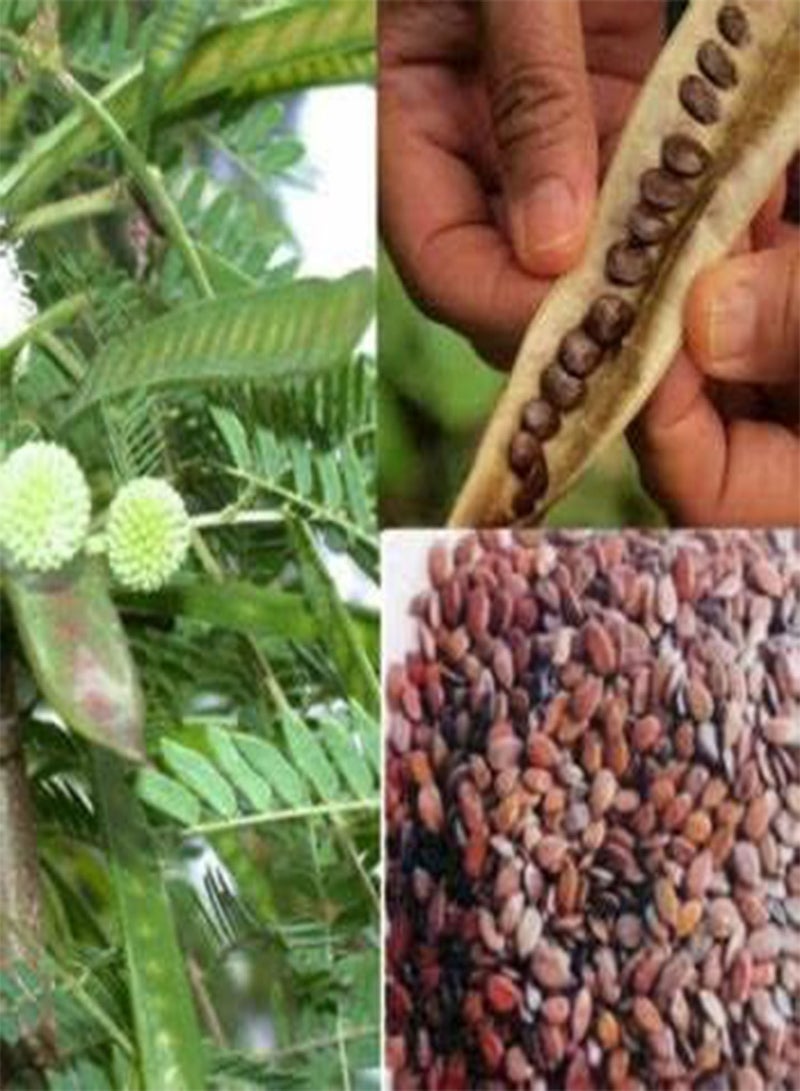 GGOOT 50 Seeds Pink minosa Tree Heirloom Persian Silk Tree / Pink Siris Seeds Albizia julibrissin Bloom Fast Growing - Image 4