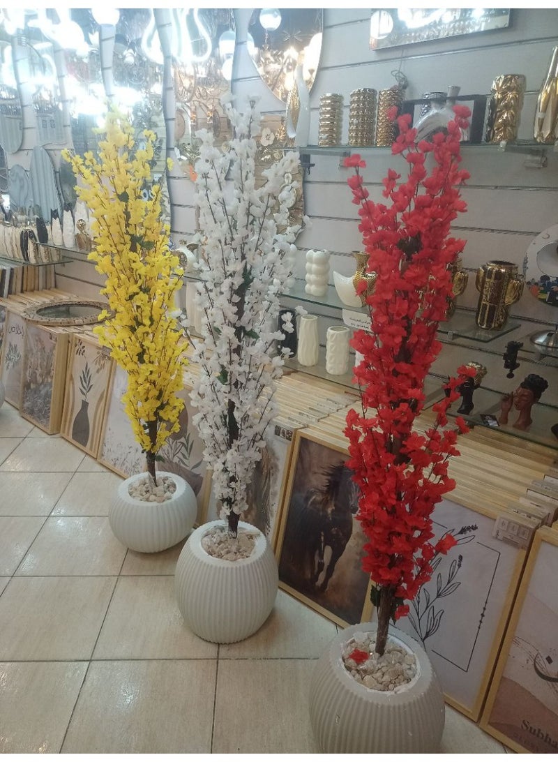Apricot tree 170 cm tall With pebbles and gravel