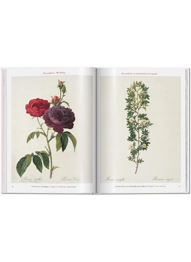 Redouté. Roses  - Image 5