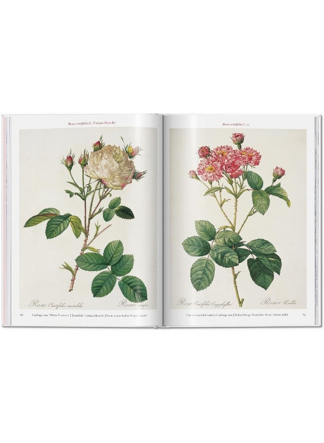 Redouté. Roses  - Image 4