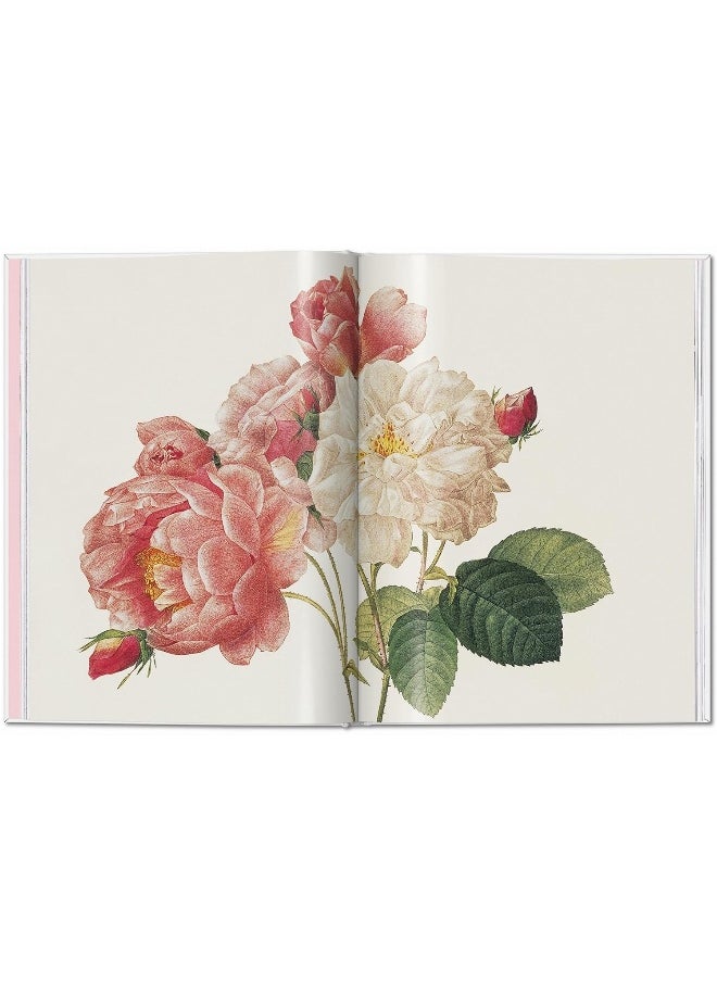 Redouté. Roses  - Image 3