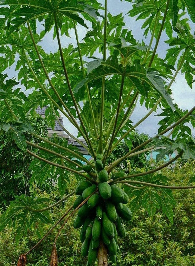 جي جوت 25 قطعة من بذور البابايا الذهبية الصفراء، فاكهة طازجة ذات رائحة فريدة من نوعها، بذور شجرة الفاكهة الاستوائية لزراعة المنزل والحديقة والفناء الخارجي والمزرعة - Image 3